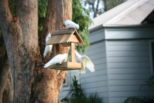 Huskisson Holiday Motel Cabins Jervis Bay Extérieur photo